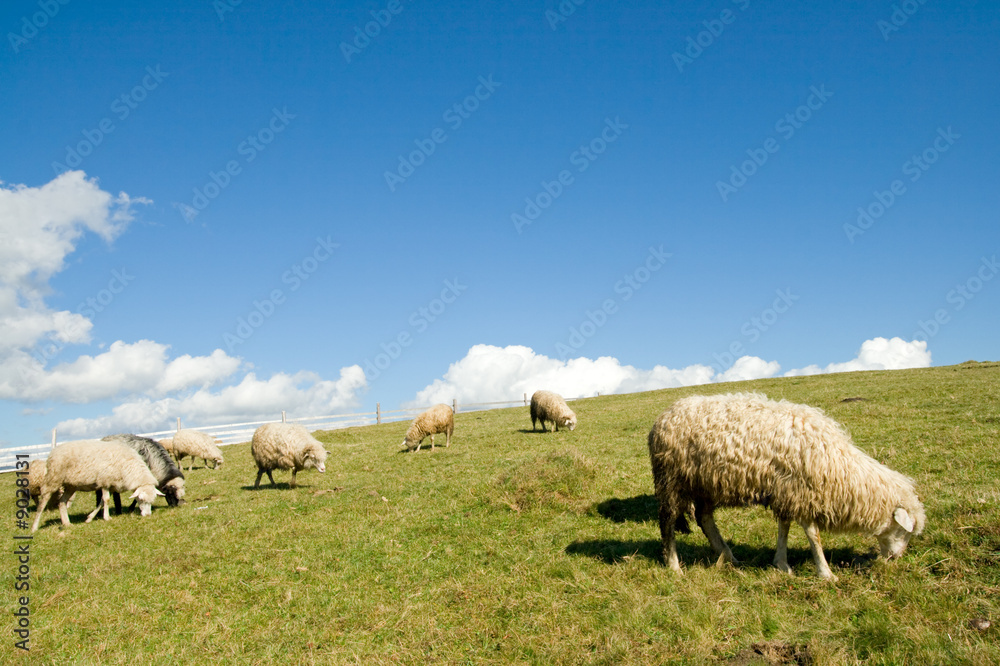 Obraz premium Sheep herd on mountain plateau pasture