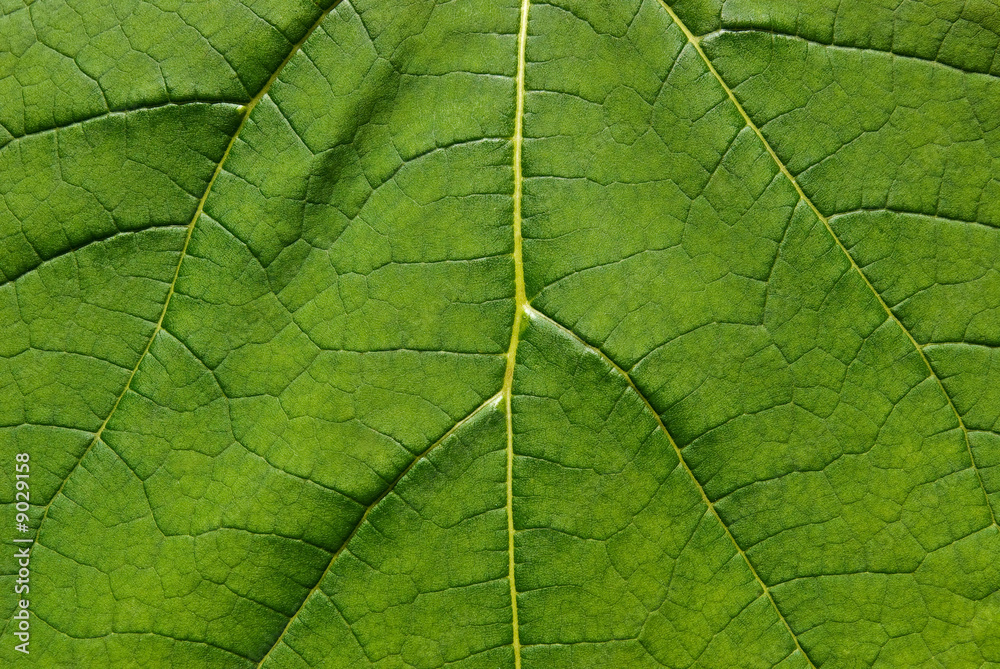 feuille feuille