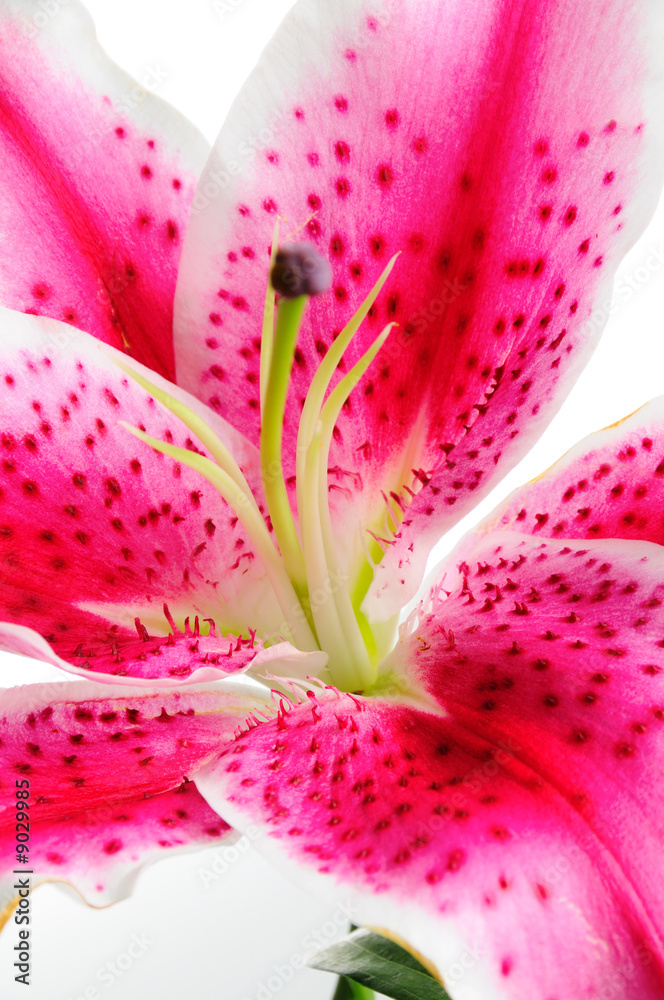 Detail of pink lily flower - abstract natural background Detail of pink lily flower - abstract natural background