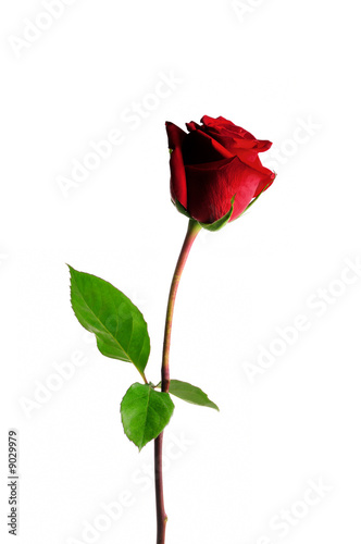 Red rose isolated over white background