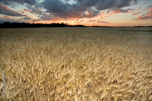 wheat flied at dusk with sunset and cloudscape