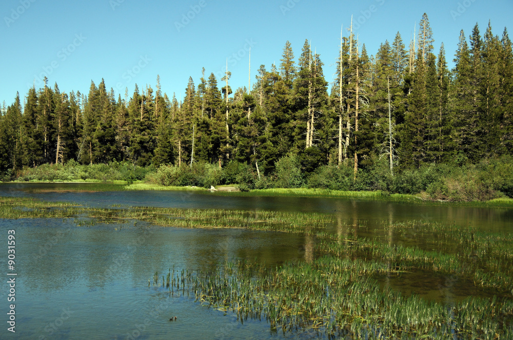 lake in a forest