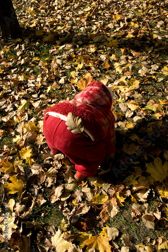 Φωτογραφία autumn and a girl