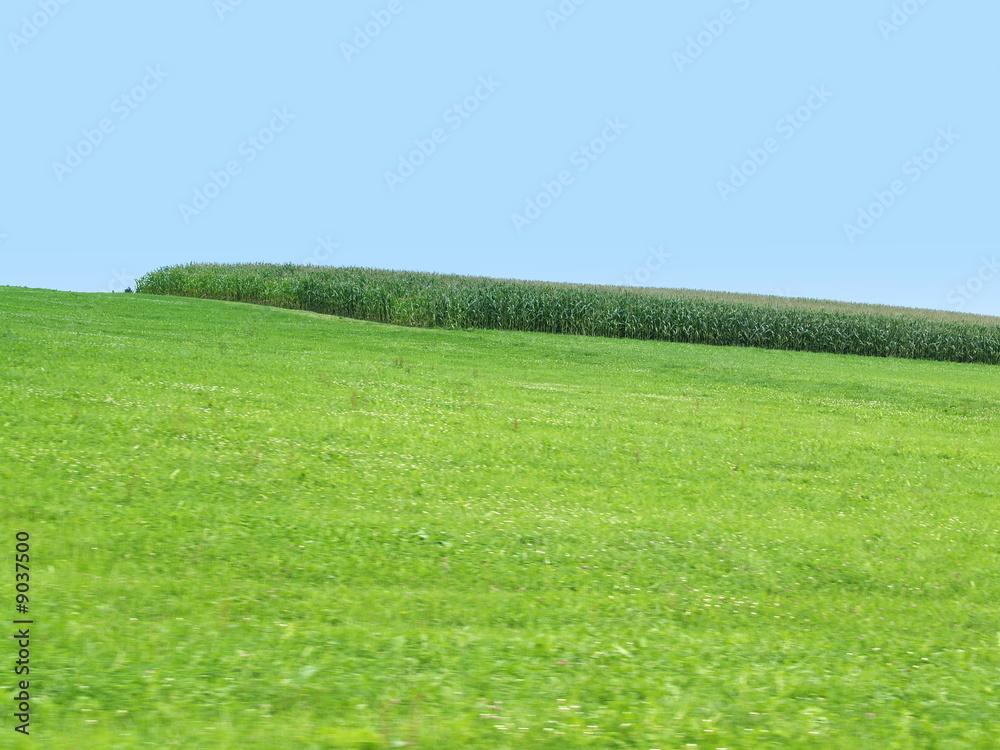 Obraz premium verdoyant