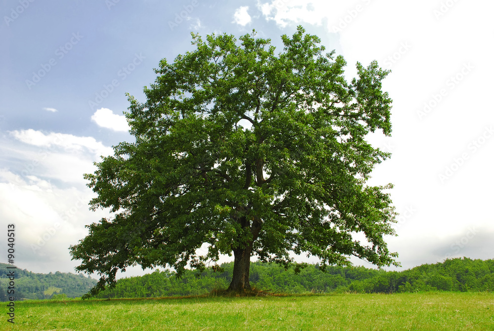 sole green oak on meadow sole green oak on meadow
