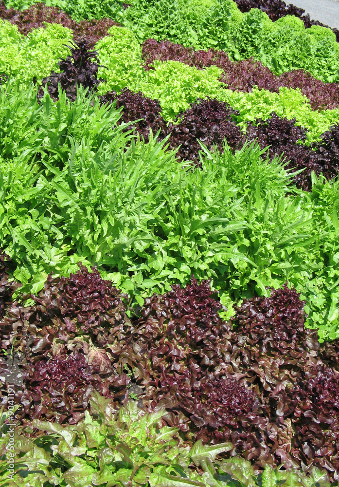 different lettuces growing in a garden different lettuces growing in a garden