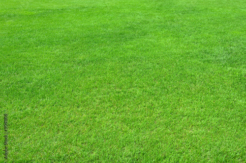 Pure empty green grass field cut horizontal