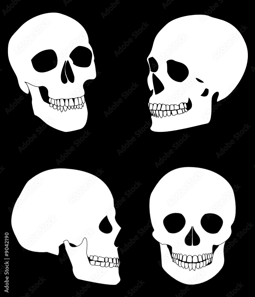 skull skull