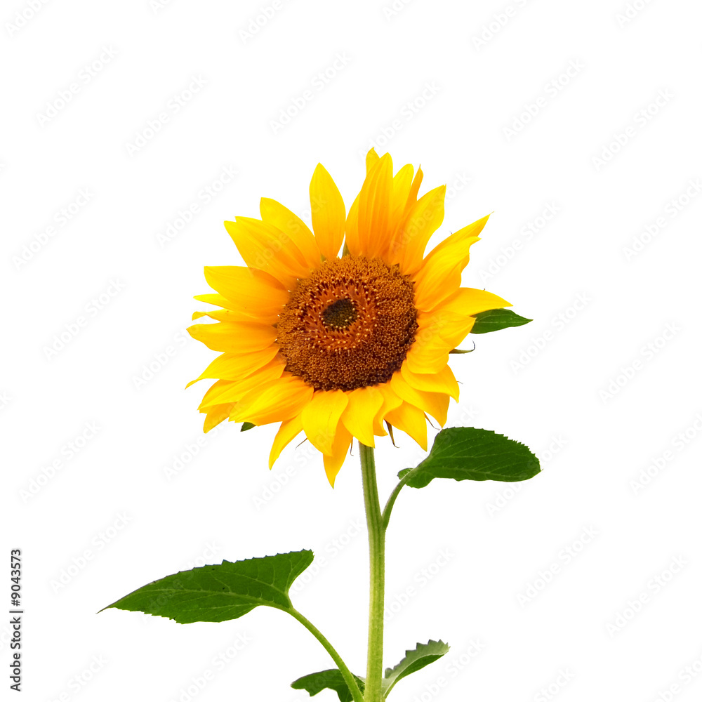 Fototapeta premium yellow sunflower isolated on white