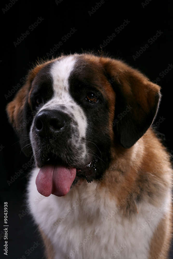 big saint bernard dog with tongue out