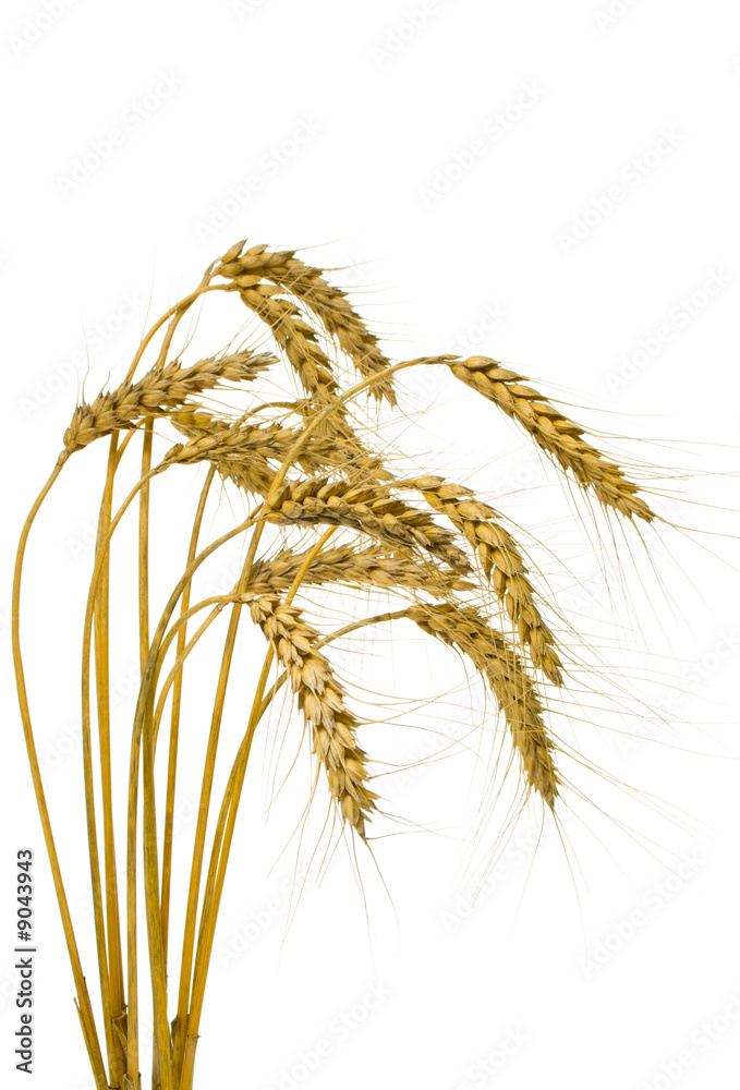 Bunch of wheat spikes, isolated, on white background Bunch of wheat spikes, isolated, on white background
