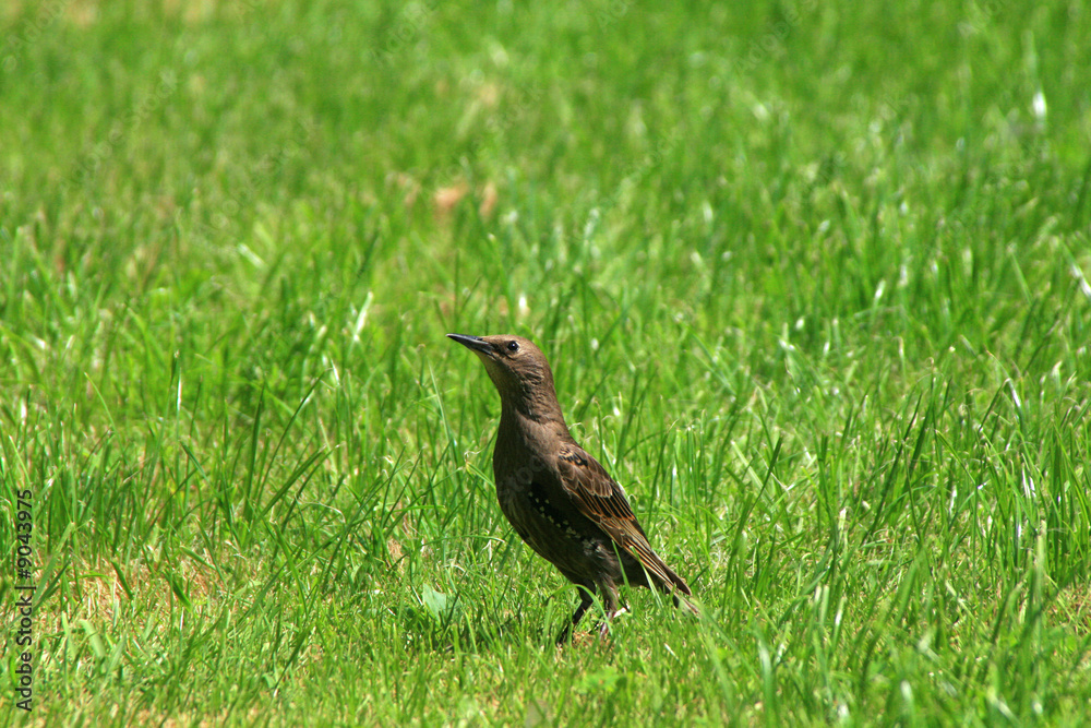 british garden bird british garden bird
