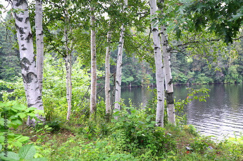 White birch along the banks of a woodland river.