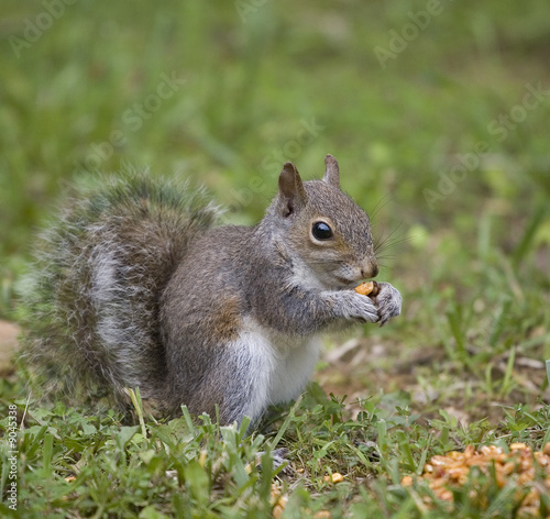 tree squirrel about to have a meal of corn