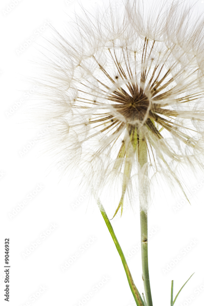 Fototapeta premium Dandelion