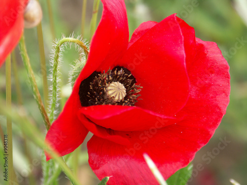 coquelicots photo