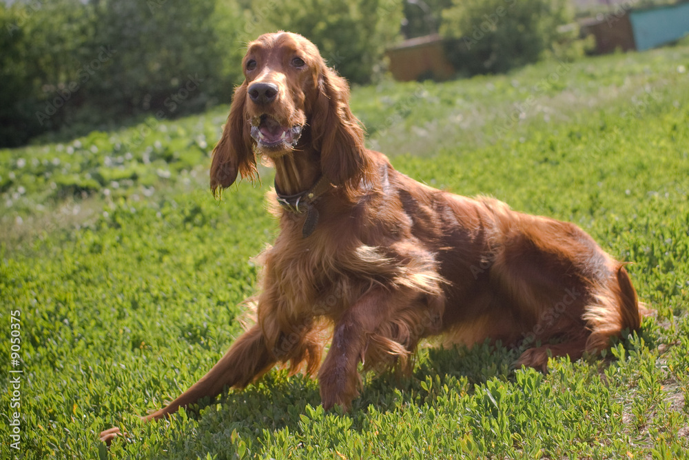 young irish setter on green field look at its master .