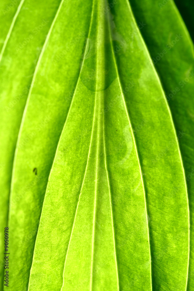 summer green leaf macro close up summer green leaf macro close up