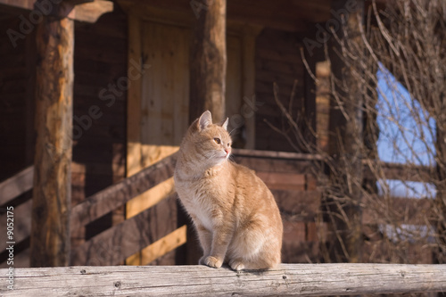 Tabby cat sitting on a porch of a country house. © foaloce