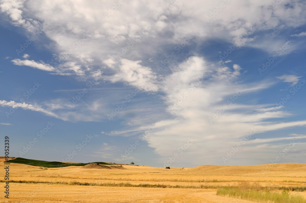 Fields after harvest