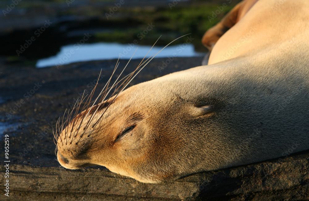 Obraz premium Young Sea Lion