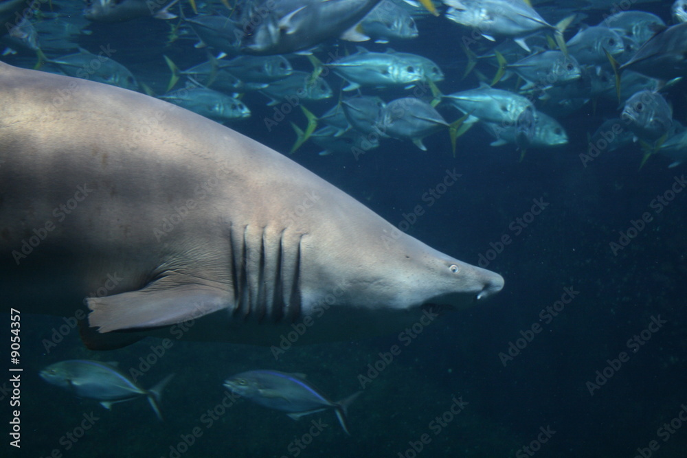 Fototapeta premium Requin