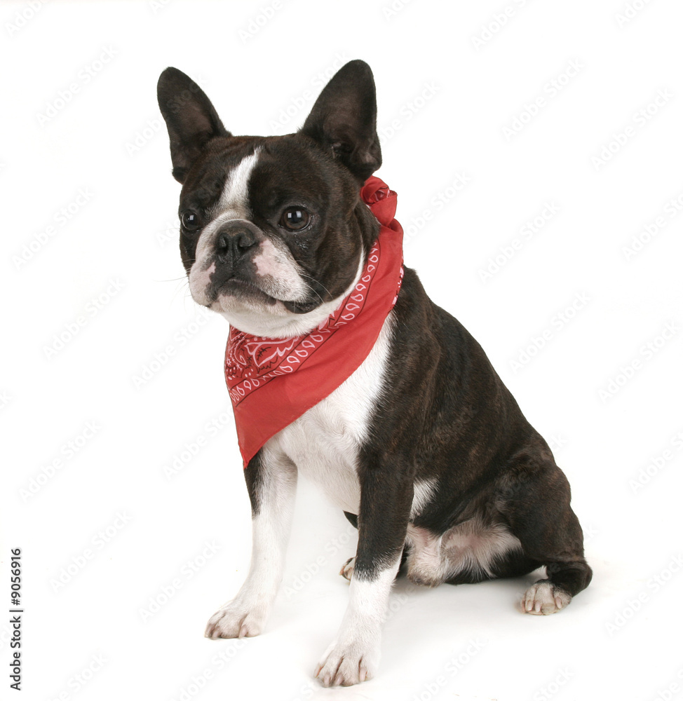 boston terrier with a red bandana on