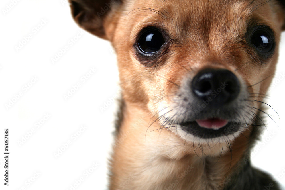 a close up of a chihuahua face