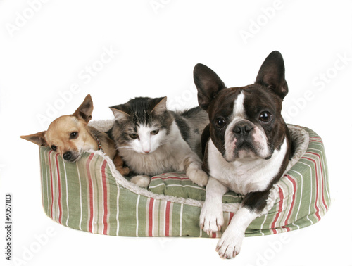 Photography two dogs and a kitten in a pet bed