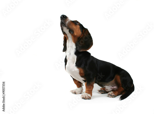 baby basset hound looking up on white