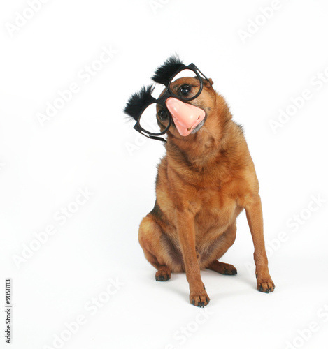 a dog with glasses and eyebrows on