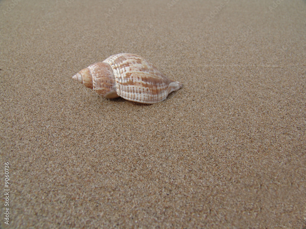 sea shell in sand