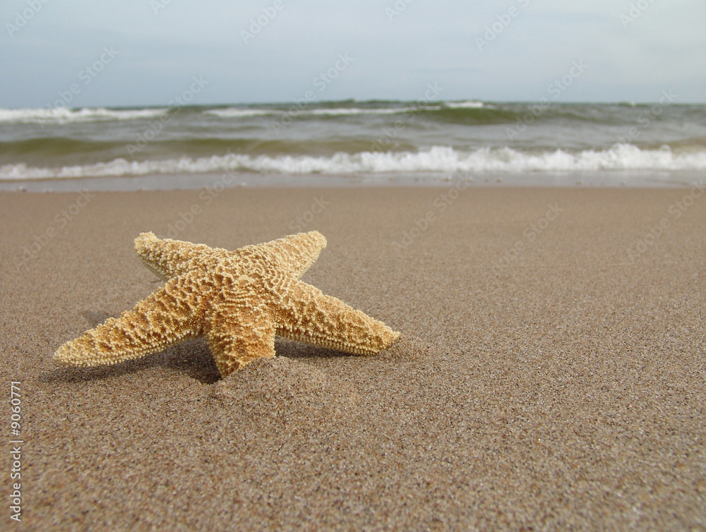 starfish in sand starfish in sand