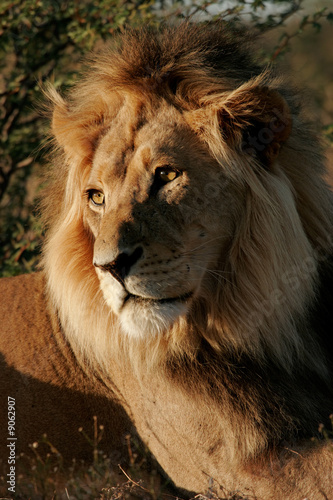African lion  Panthera leo   Kalahari desert  South Africa