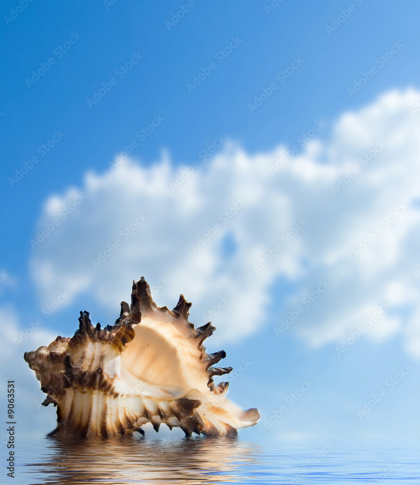 Seashell Seashell