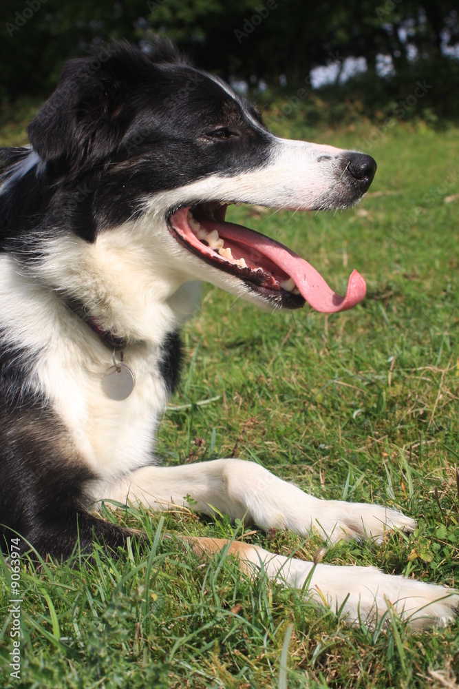 border collie panting after a walk border collie panting after a walk