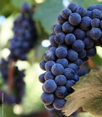 vine