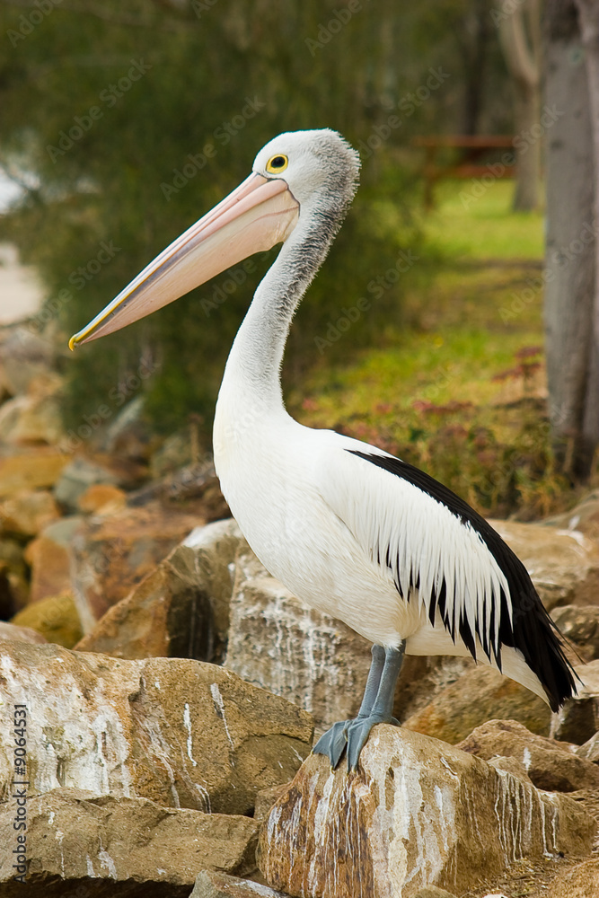 An Australian Pelican stands proud on rocks