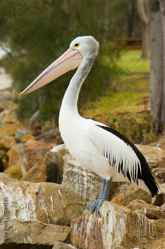 An Australian Pelican stands proud on rocks