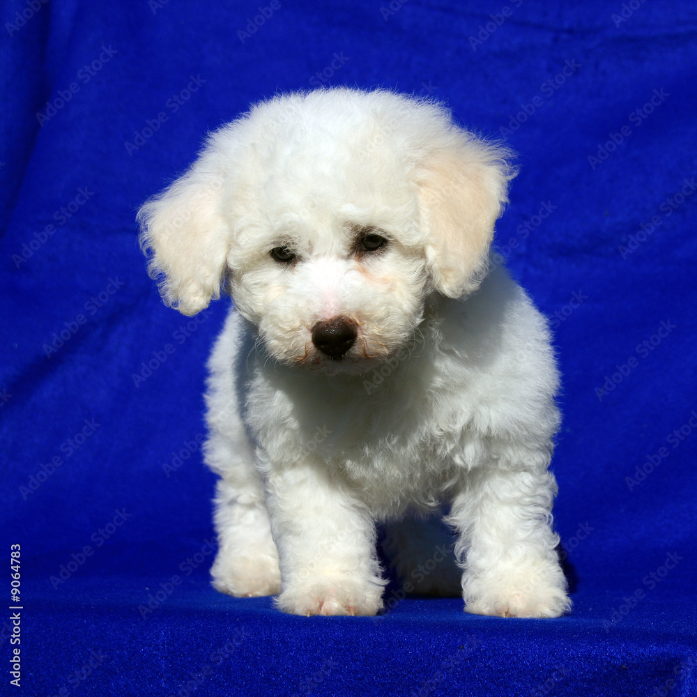 An 8 week old white and apricot Brichon Frese Puppy An 8 week old white and apricot Brichon Frese Puppy