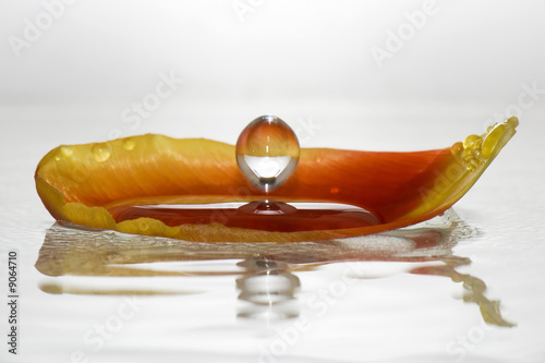 petale rouge et jaune posé sur l'eau