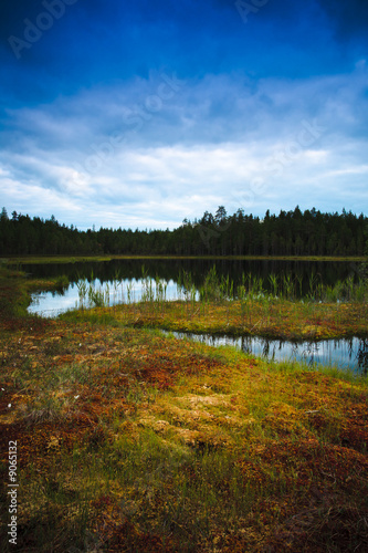 Swamp lake surrounded by pine forest
