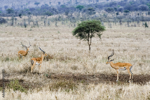 three male gazelles and one tree in savannah