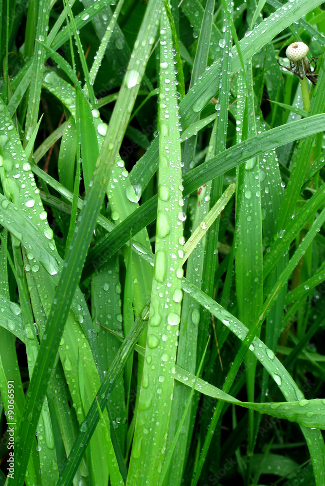 Grass in the rain Grass in the rain