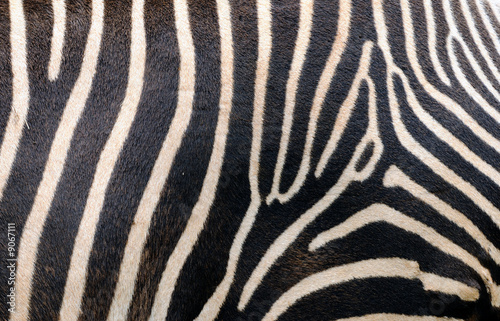 Zebra skin