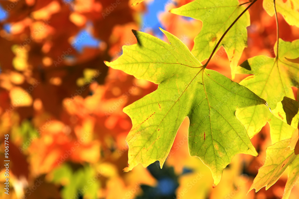 Light-green maple leaf on red and yellow background