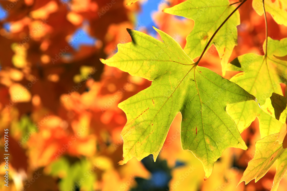 Light-green maple leaf on red and yellow background Light-green maple leaf on red and yellow background