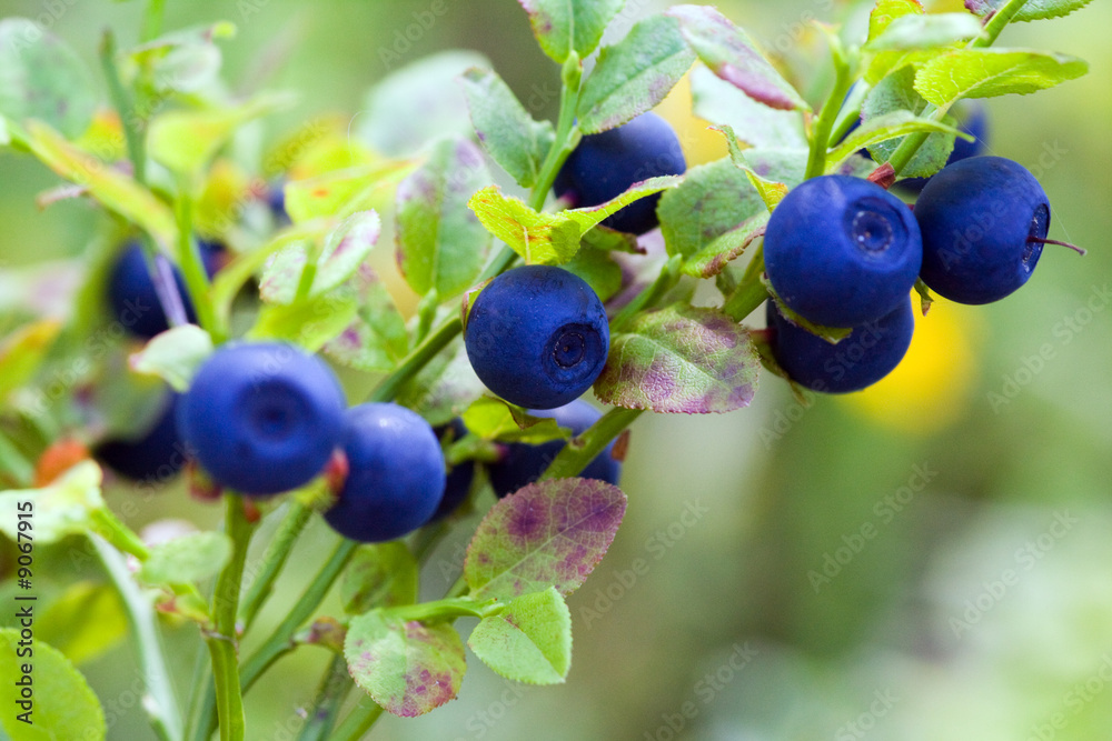 Bush of a ripe bilberry close up Bush of a ripe bilberry close up