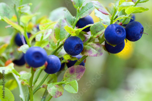 Slika na platnu Bush of a ripe bilberry close up