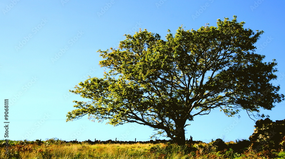 Obraz premium High Tree